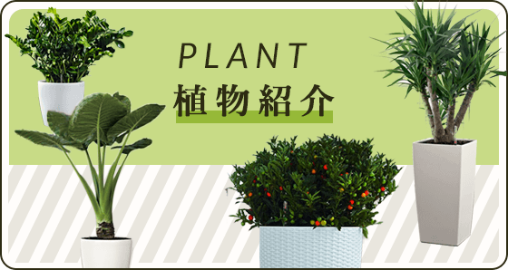 PLANT 植物紹介